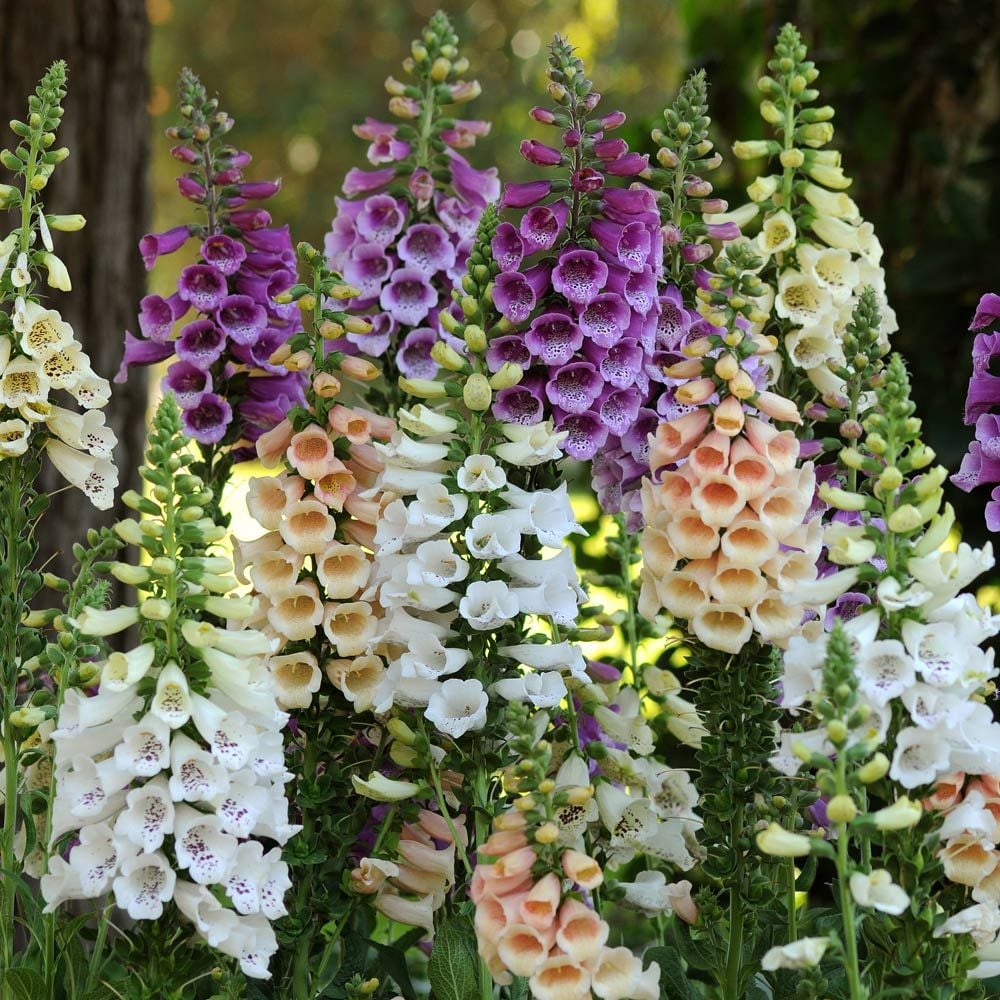 Digitalis Dalmation (Foxglove)