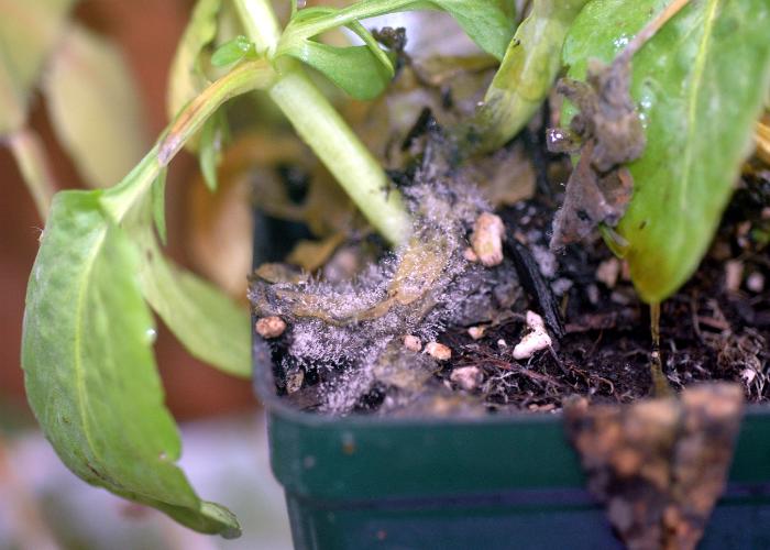 Discolouration of Leaves