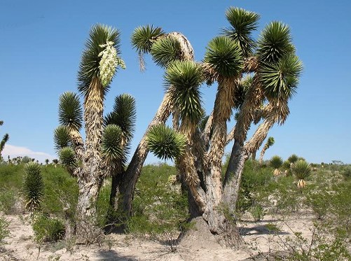 Discover 21 Stunning Yucca Varieties – From Tender to Hardy