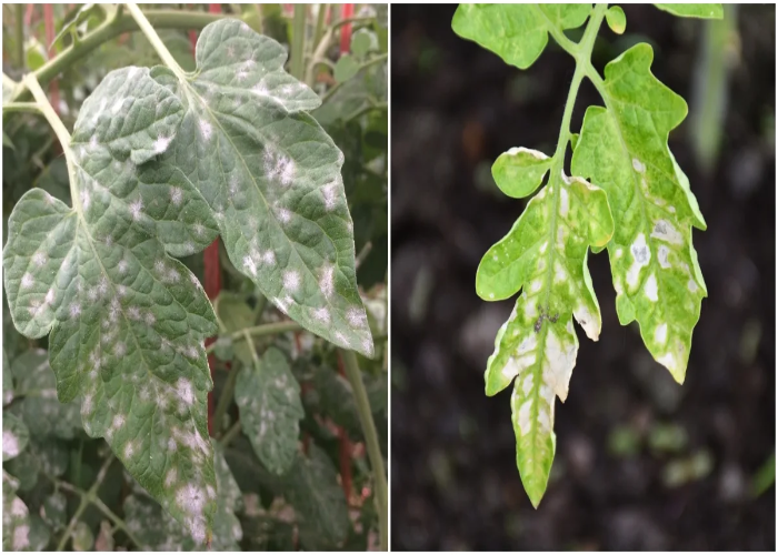 Disease Management In Tomatillo Plant.jpg