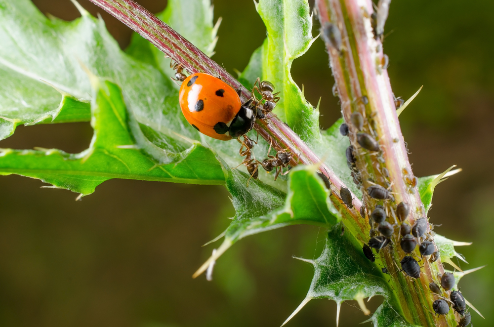 Diseases and Pests