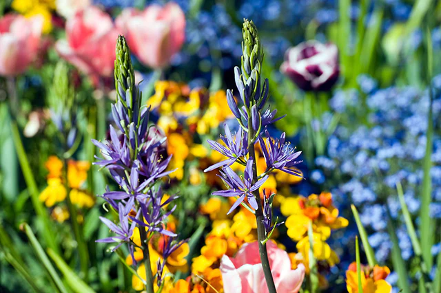 Divide Your Camassia Bulbs and Multiply Your Blooming Joy