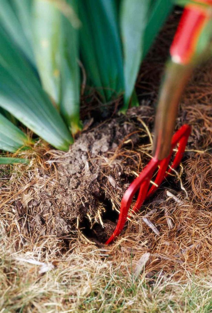 Dividing the Irises