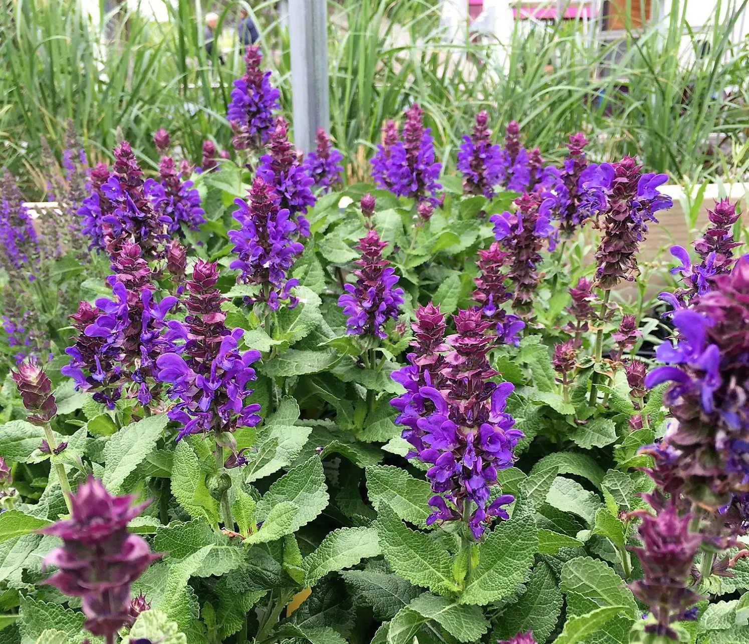 Do Salvia Plants Come Back Every Year.jpg