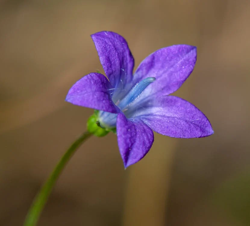 Does Campanula Need Pruning