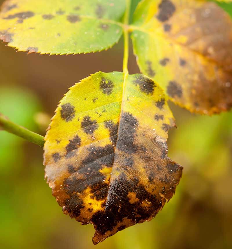 Reasons Why Overhead Watering Causes Black Spots on Roses