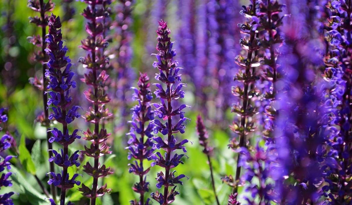 Does Salvia Bloom All Summer