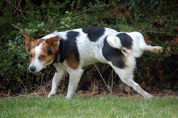 Dog Urinating on Hydrangea