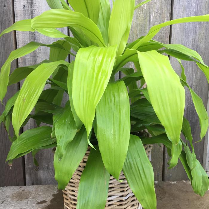 Dracaena Deremensis ‘Limelight’