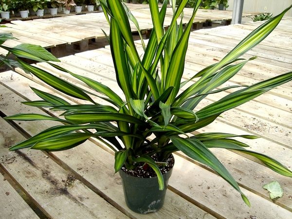 Dracaena Deremensis ‘Rikki’