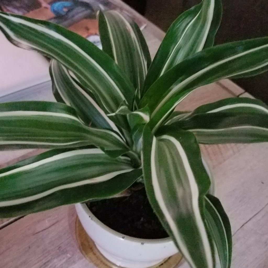 Dracaena Deremensis ‘White Jewel’