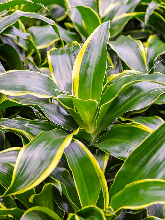 Dracaena Fragrans ‘Dorado’