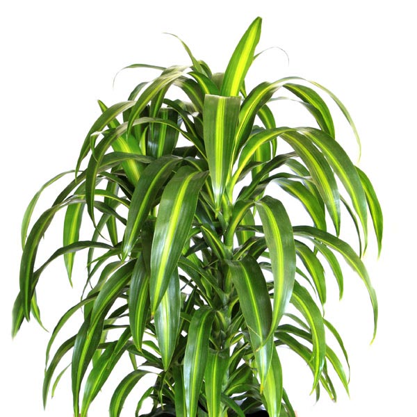 Dracaena Fragrans ‘Hawaiian Sunshine'