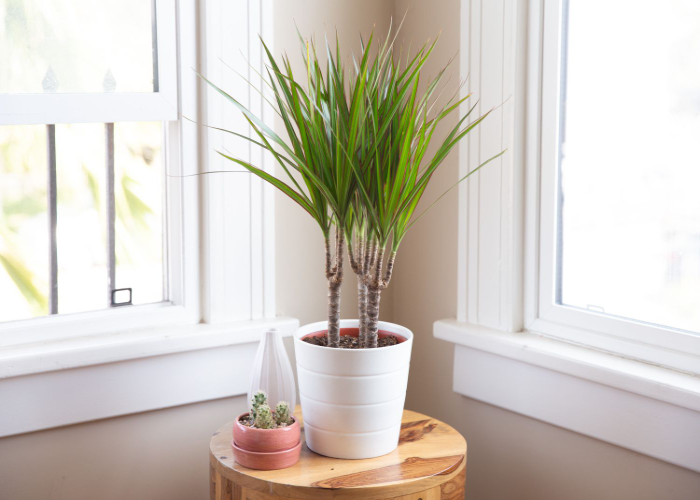 Dracaena Marginata (1)