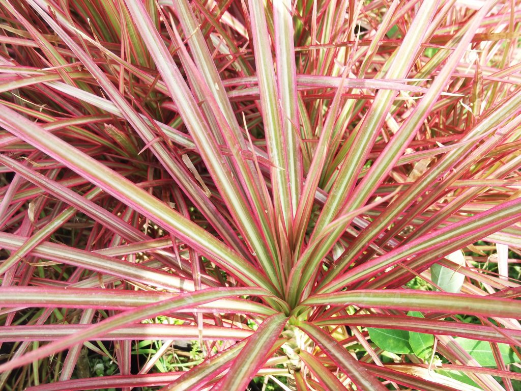 Dracaena Marginata ‘Tricolor’