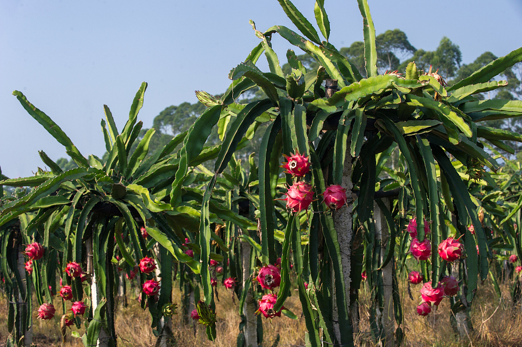 Dragon Fruit Plants