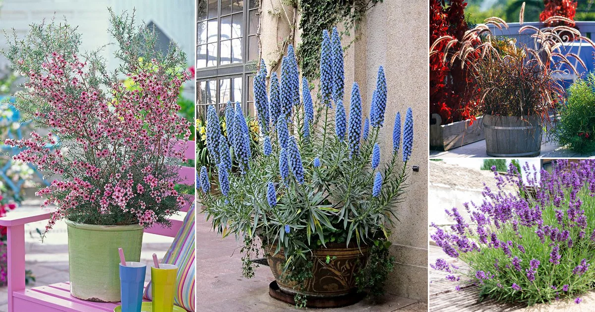 16 Best Drought-Tolerant Plants to Grow in Low-Water Landscapes