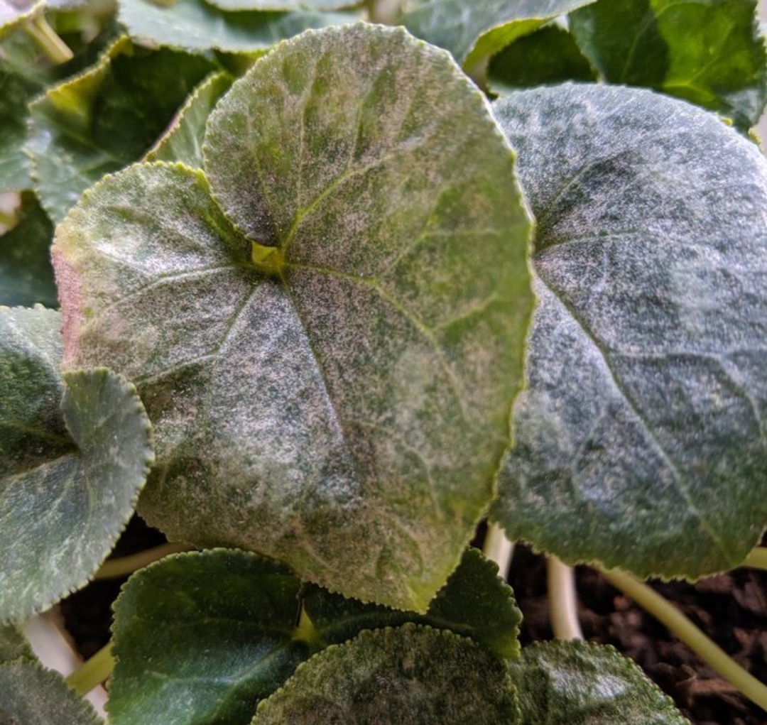 Dry Leaves