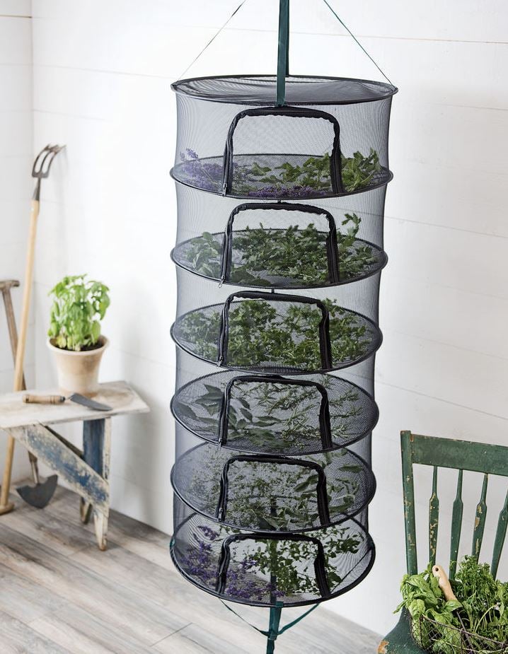 Drying Corms