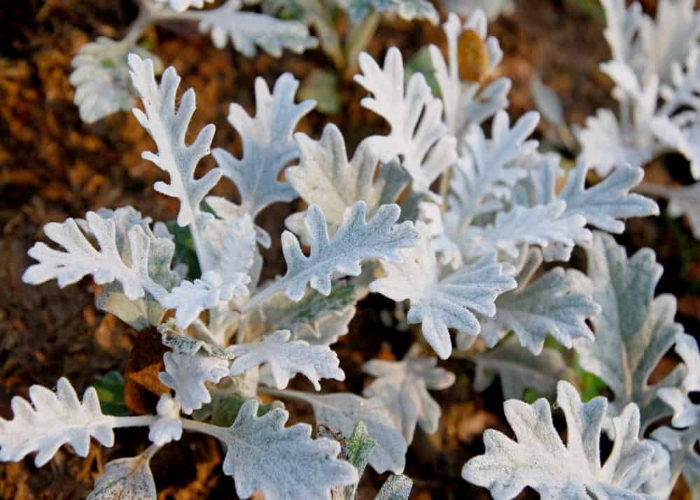 Dusty Miller