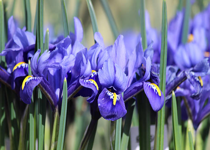 Dutch Iris