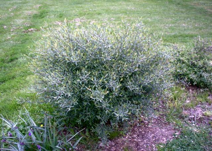 Dwarf Blue Arctic Willow