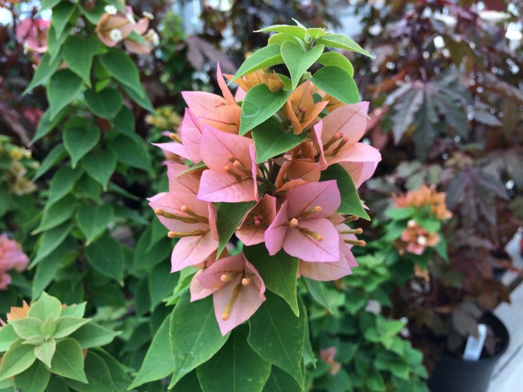 Dwarf Bougainvilleas