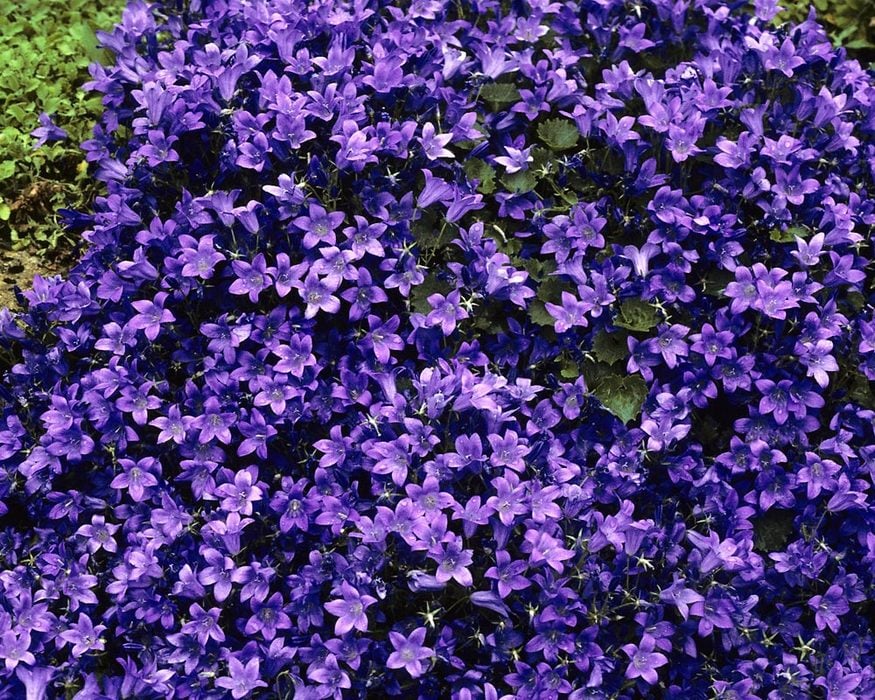 Dwarf Campanula