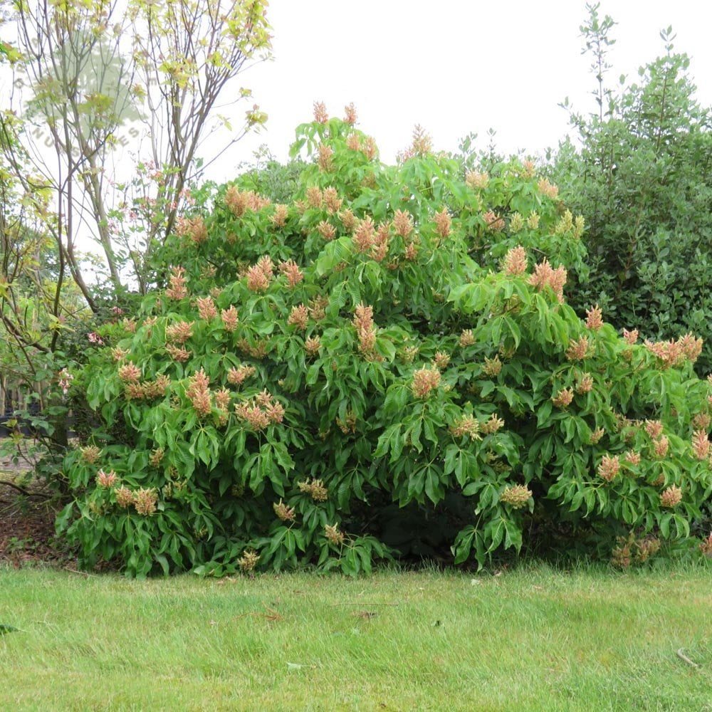 Dwarf Horse Chestnut