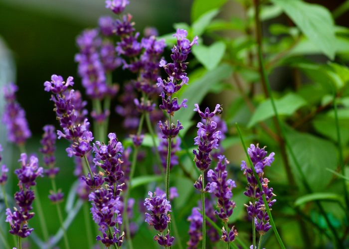 Dwarf Lavender