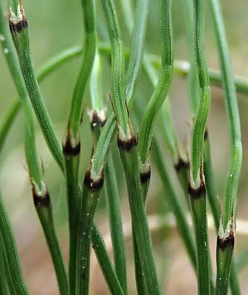 Dwarf Scouring Rush