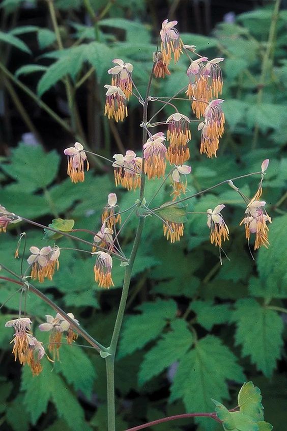 Early Meadow Rue (Thalictrum dioicum)