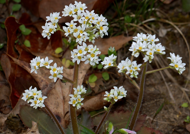 Early Saxifrage