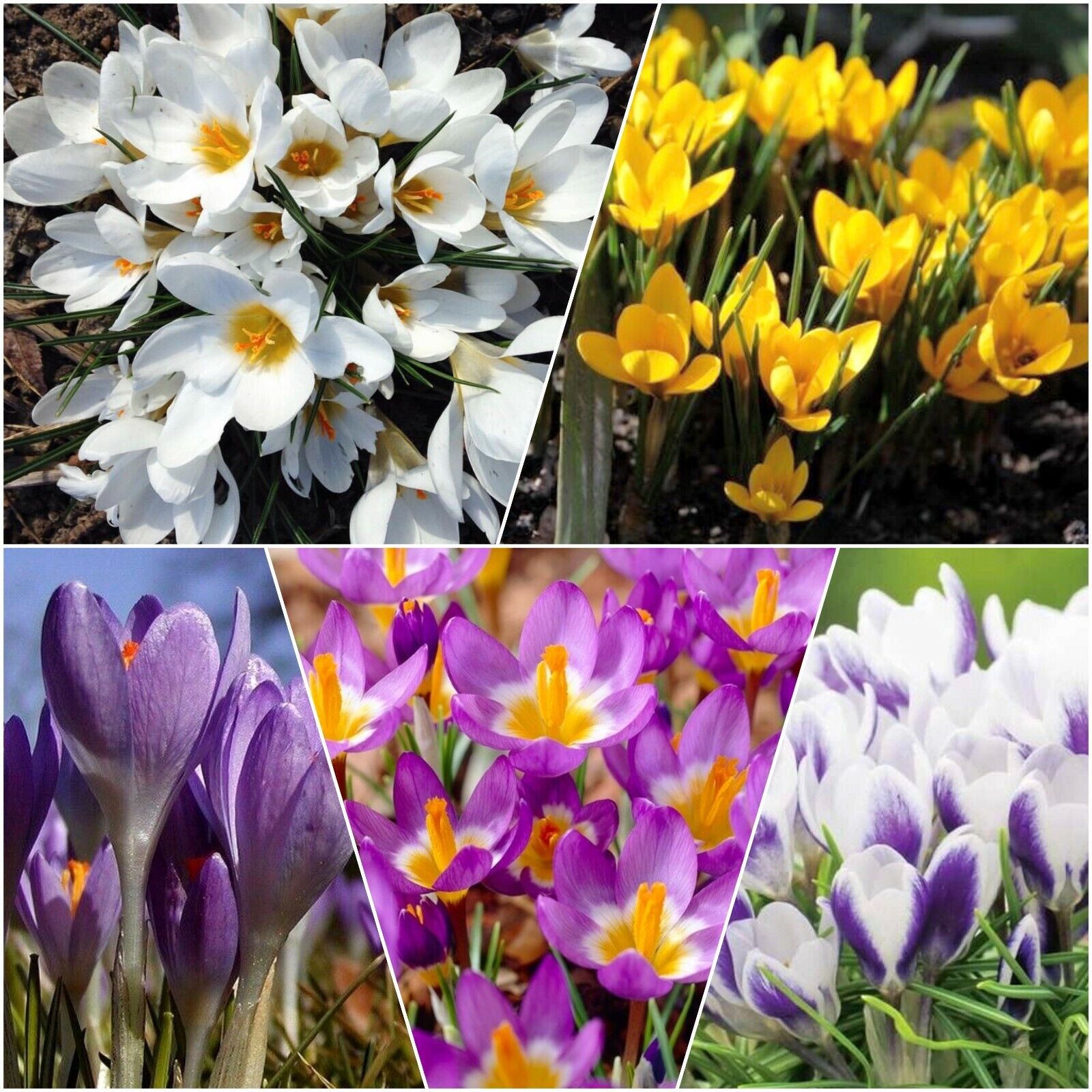 25 Must-See Early Spring Flowering Plants For Your Gardens