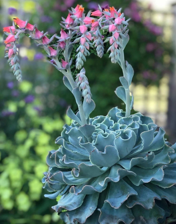 Echeveria Blue Frills