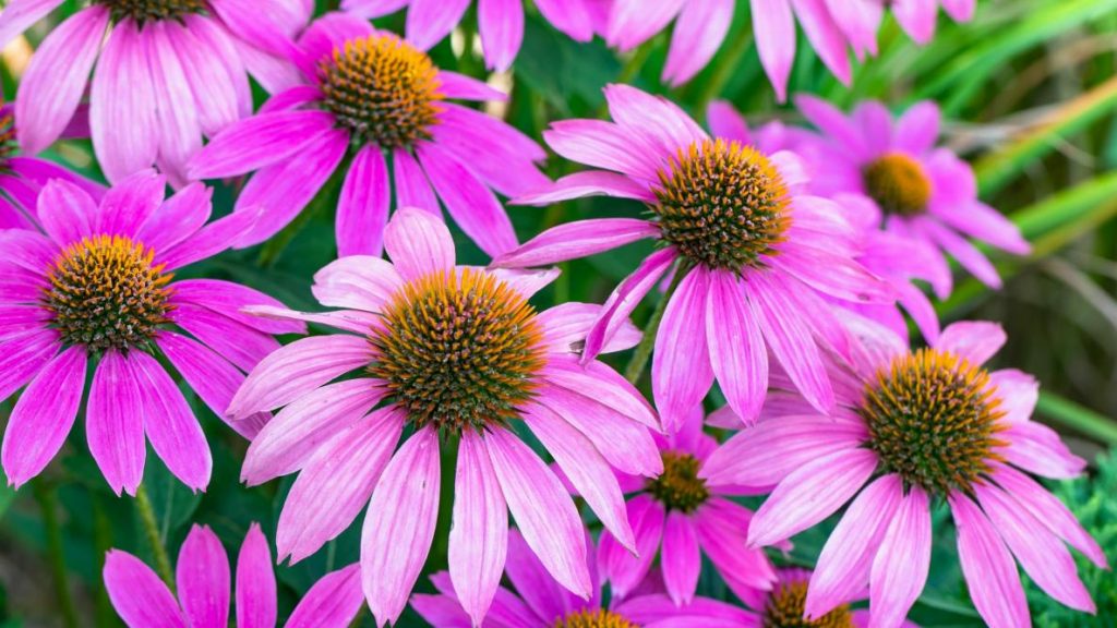 Echinacea.