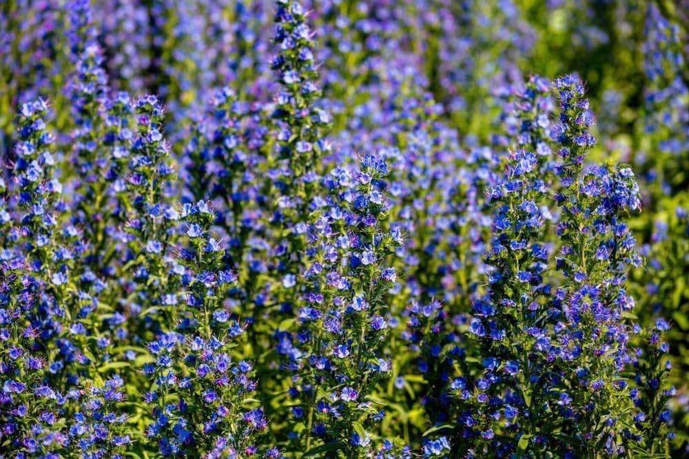 Echium Blue Bedder