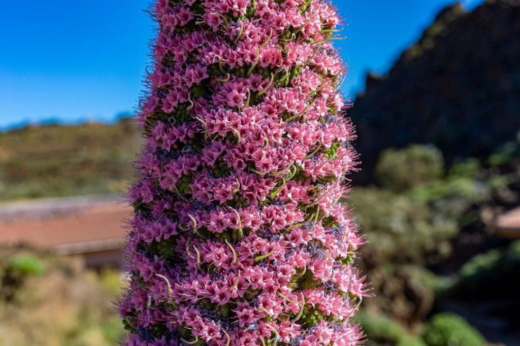 Echium Pink Fountain