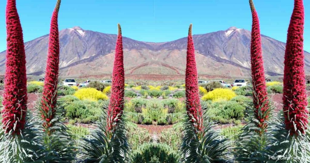 Echium Wildpretii