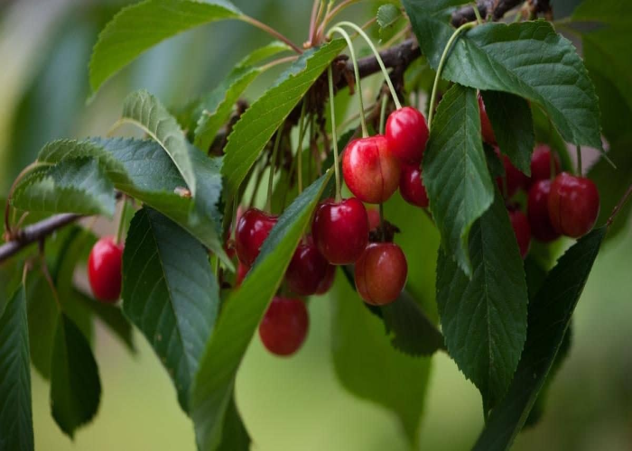 _Edible Hedges