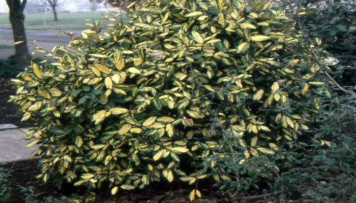 Elaeagnus Pungens ‘Maculata’