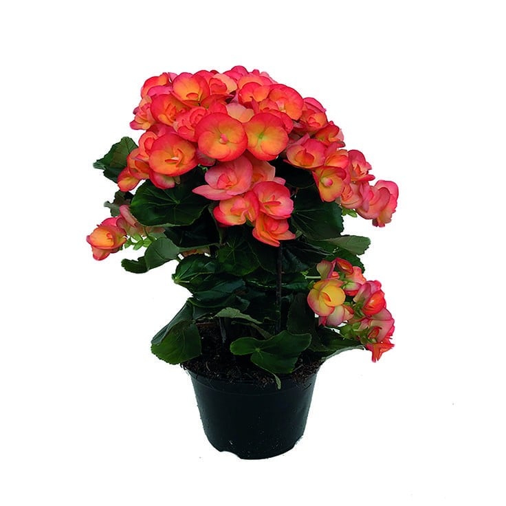 Elatior Begonia