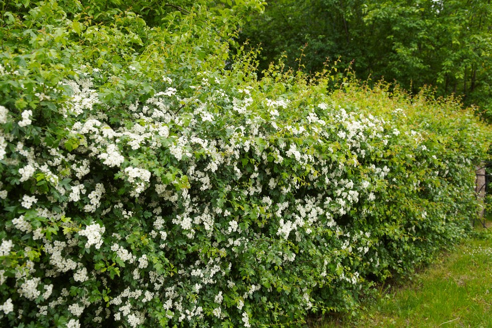 Elder Hedge