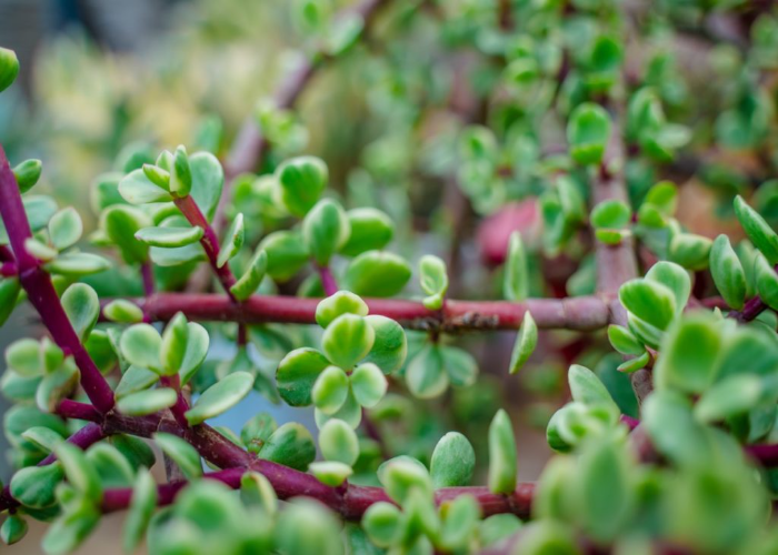 Elephant Bush