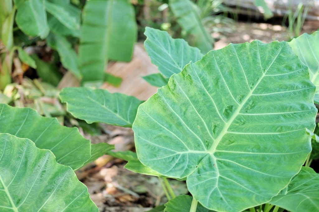 Elephant Ears