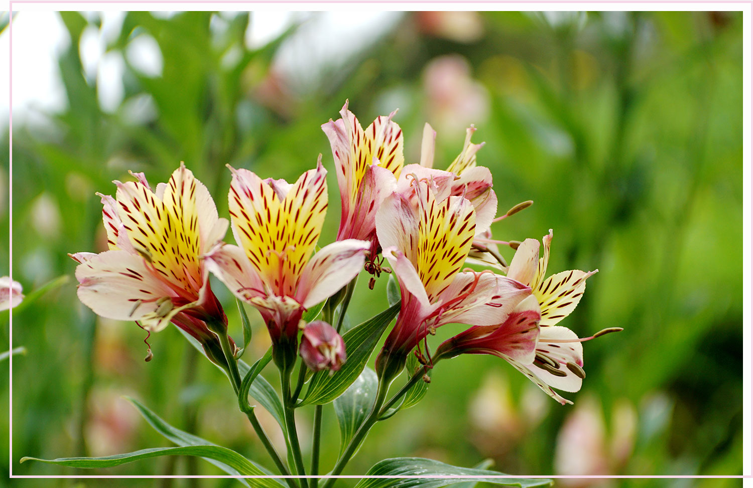 Is Alstroemeria Toxic to Cats or Dogs?