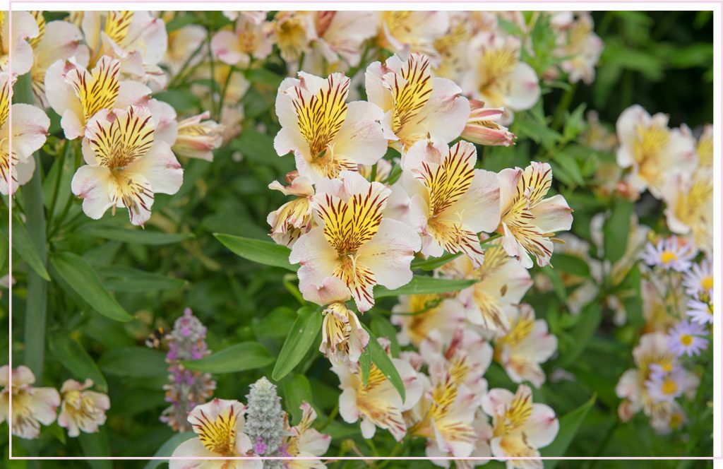 Is Alstroemeria an Annual or Perennial?