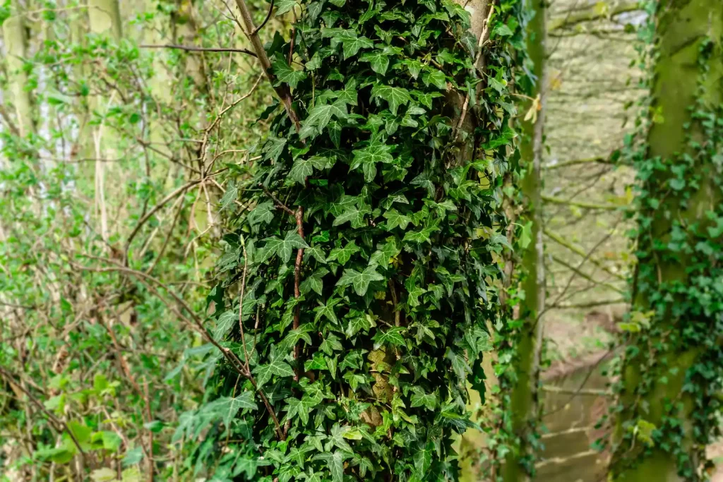 English Ivy