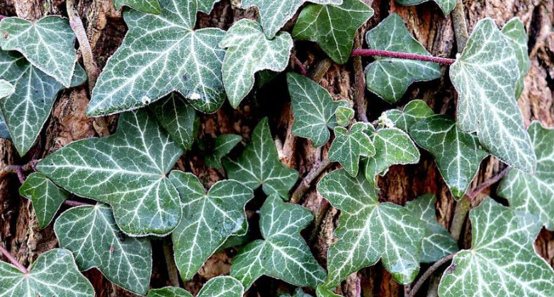 English Ivy