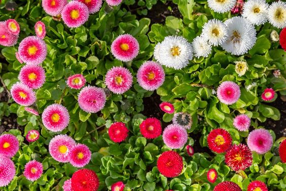 English daisies